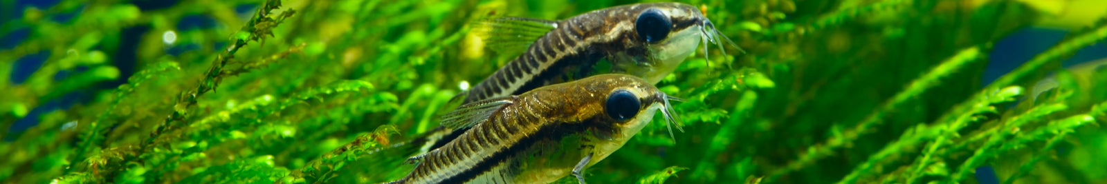 Corydoras