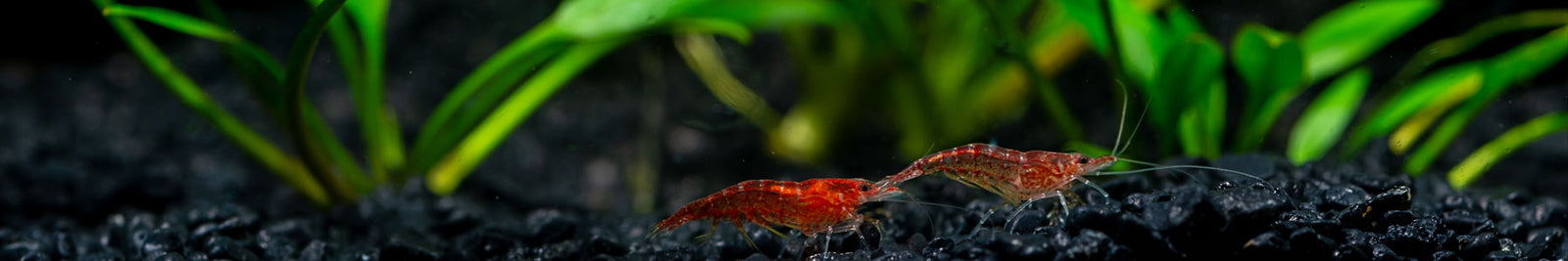 Cryptocoryne Aquarium Plants