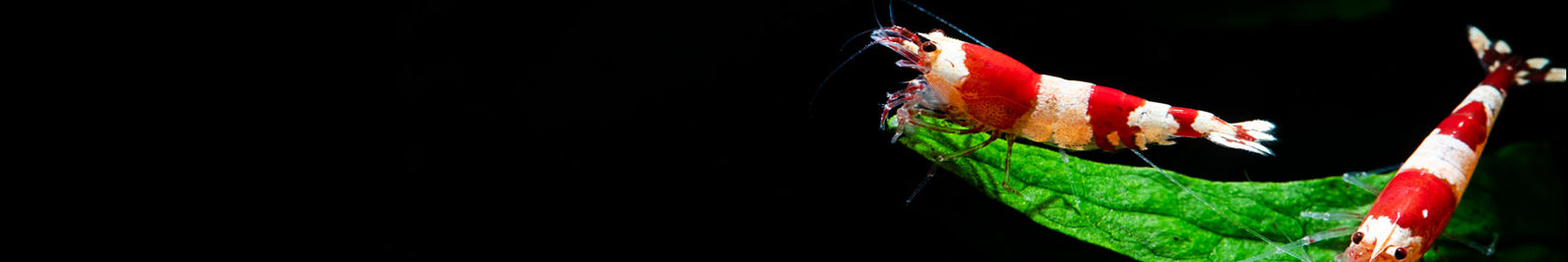 Java Fern Aquarium Plants