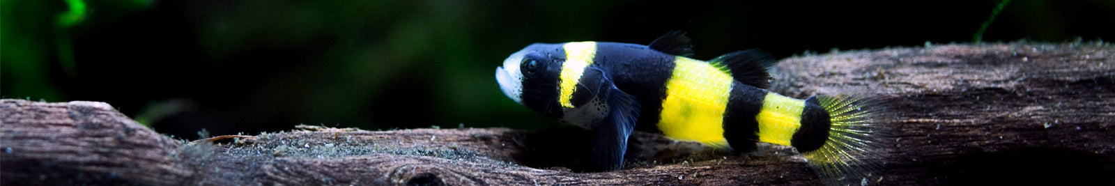 Freshwater Goby Fish