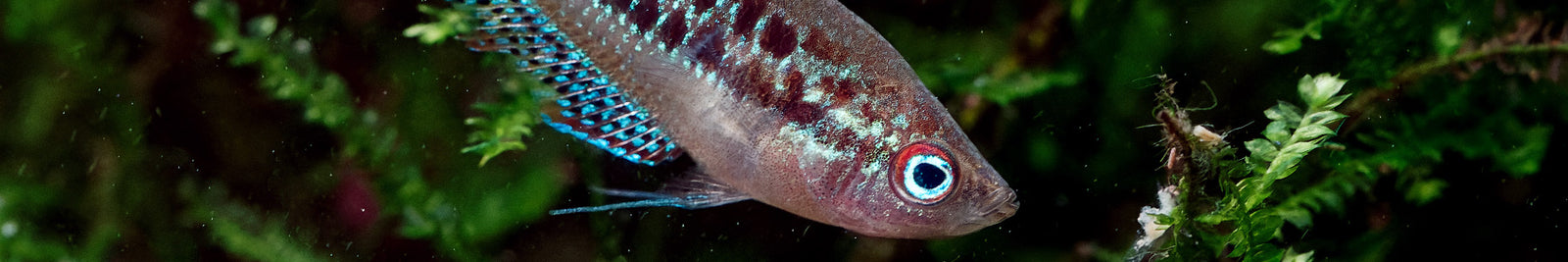 Gourami Fish