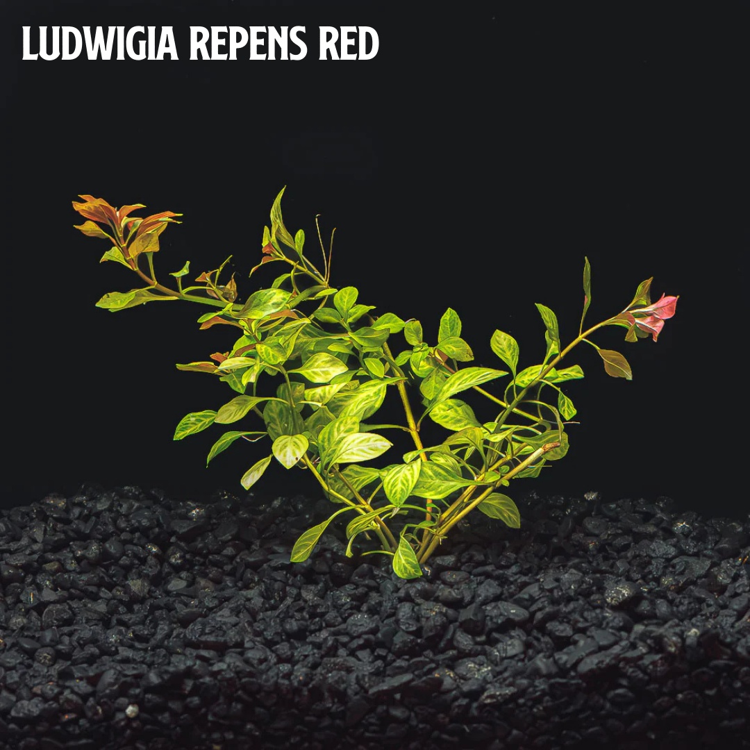 Mix + Match Red Plant Bundle