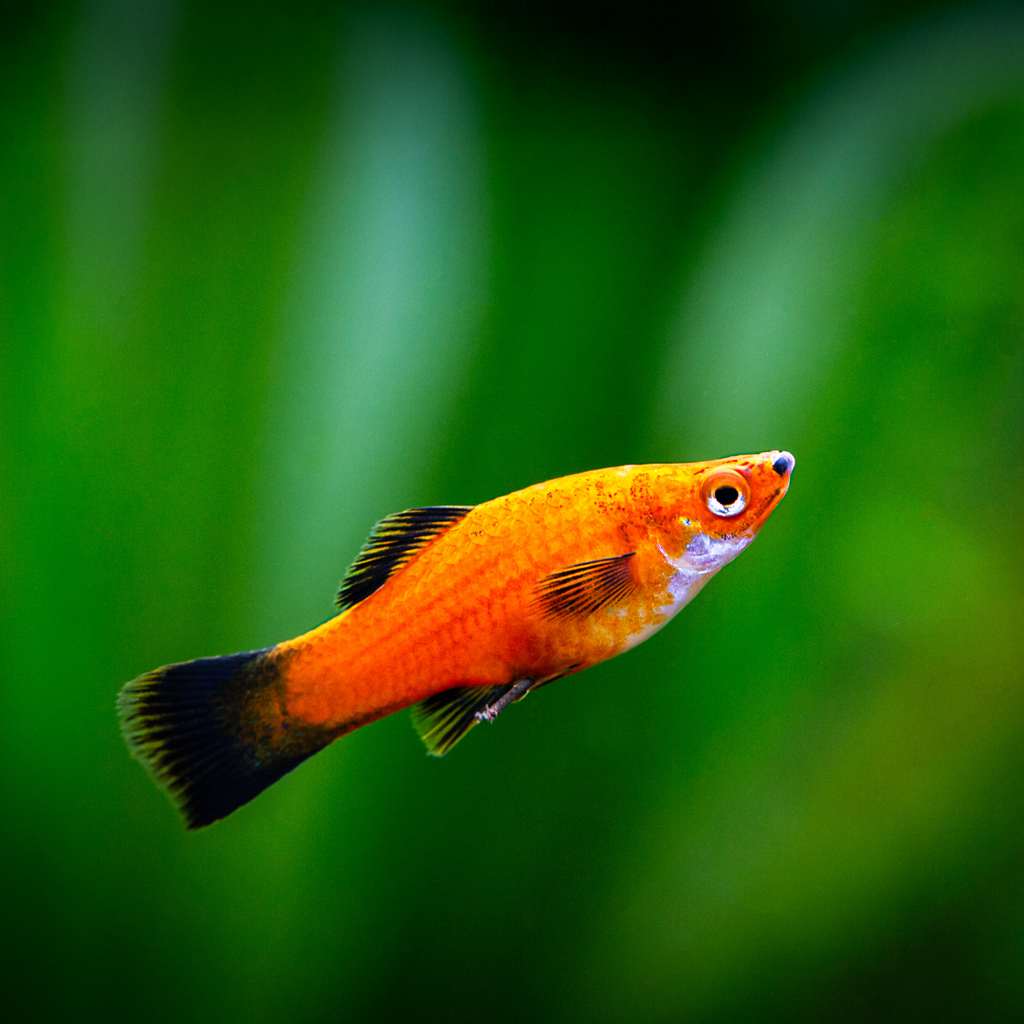 Red Wag Platy