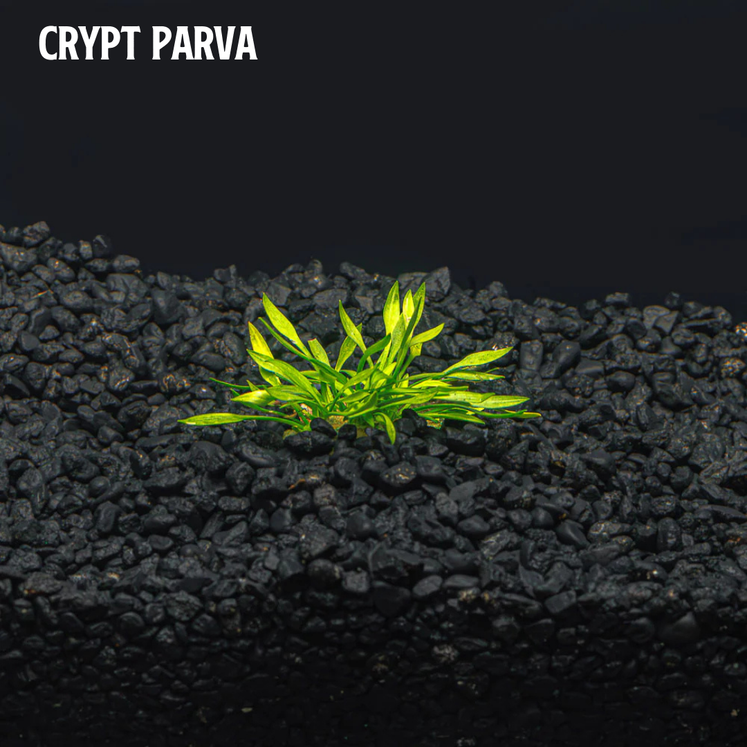 Mix + Match Crypt Plant Bundle