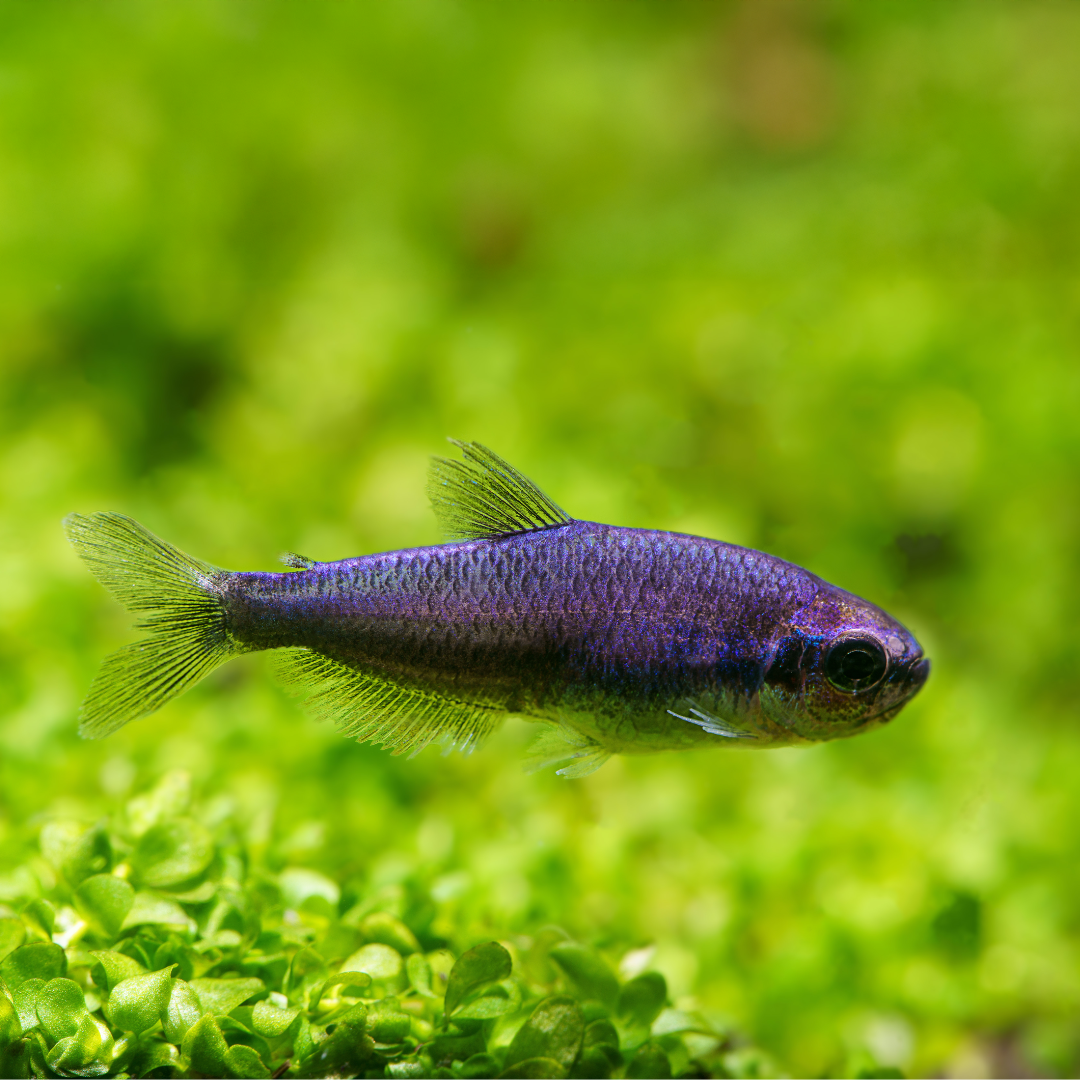 Super Blue Kerri Tetra | Inpaichthys kerri