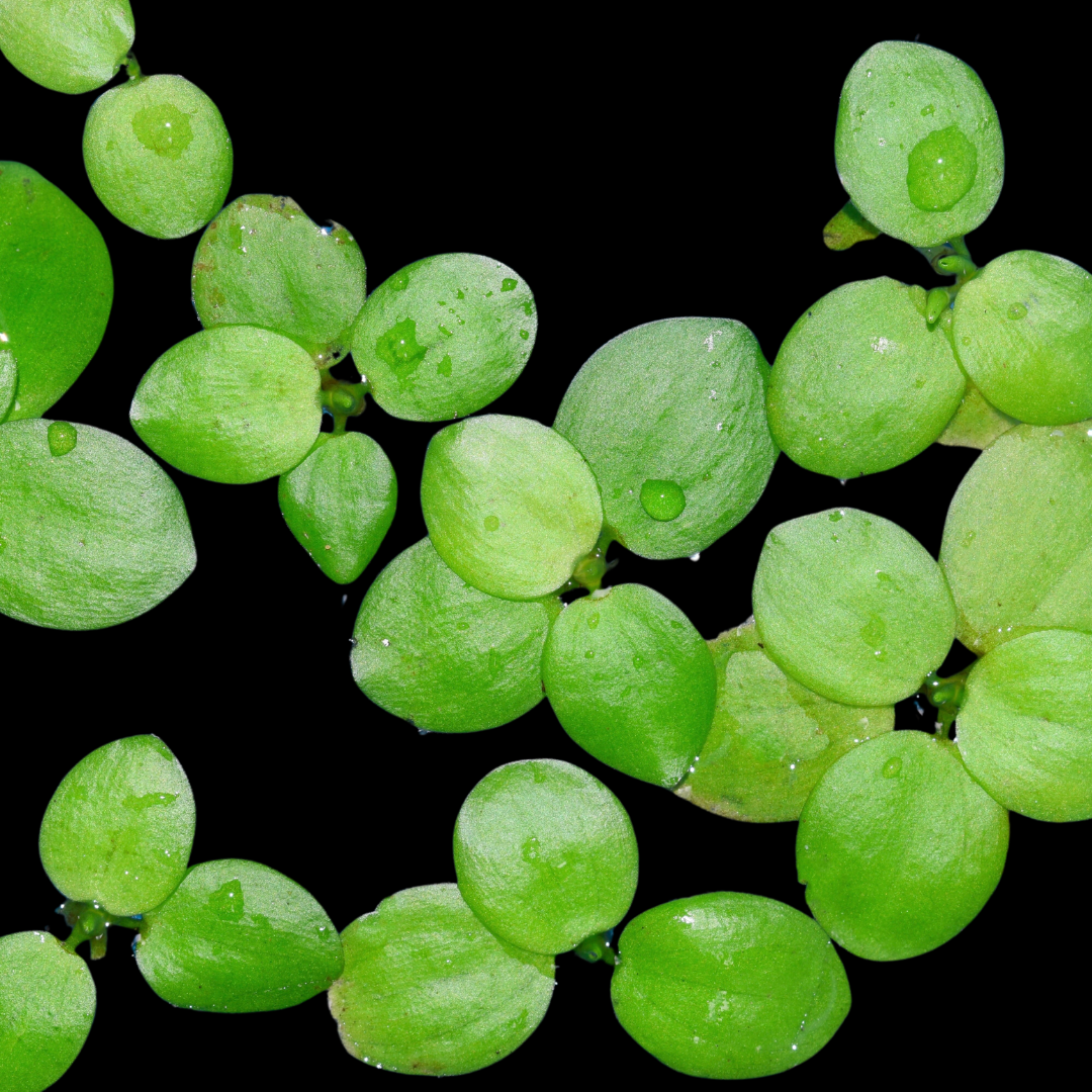 Amazon Frogbit for Sale | The Perfect Floating Plant for Beginners