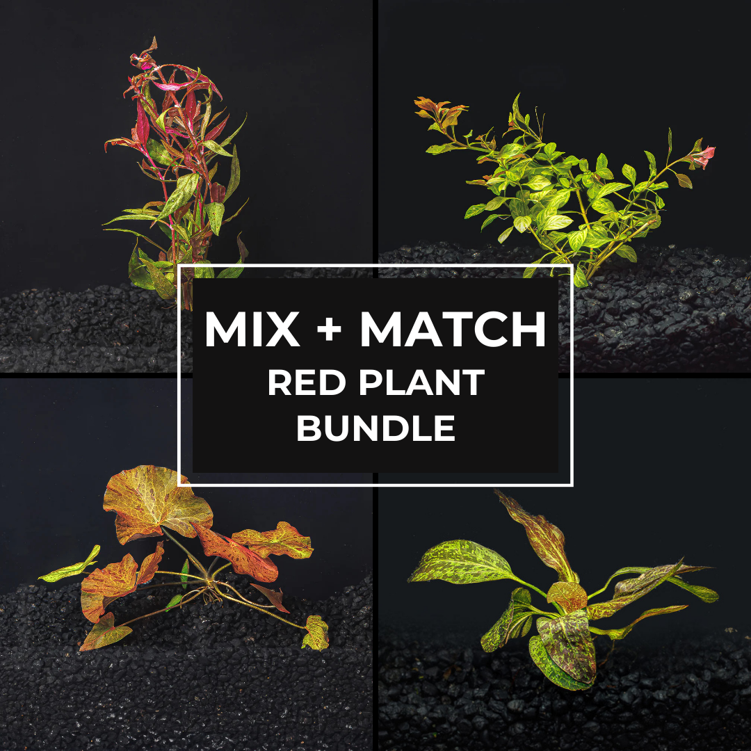 Mix + Match Red Plant Bundle