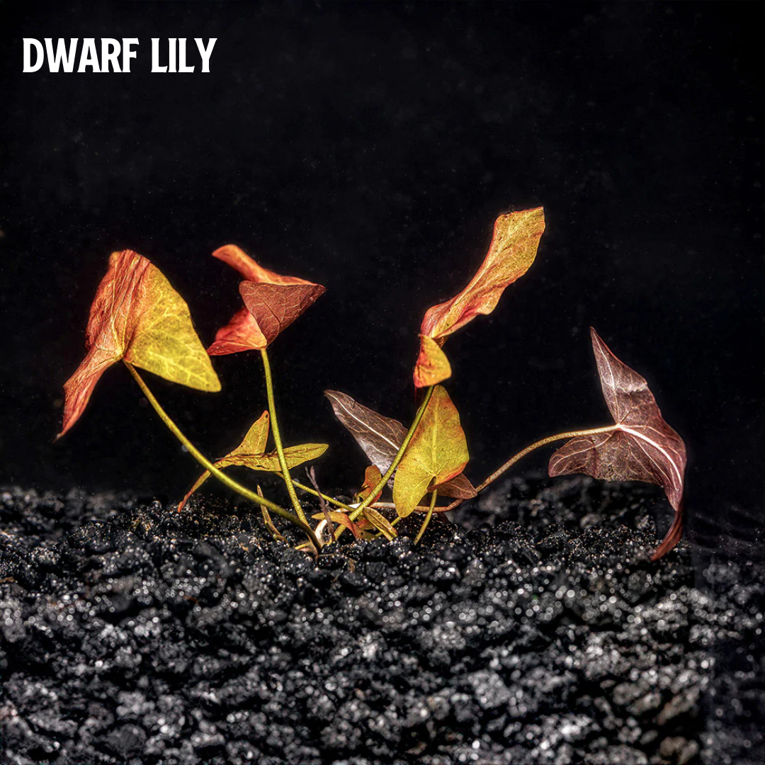 Mix + Match Red Plant Bundle