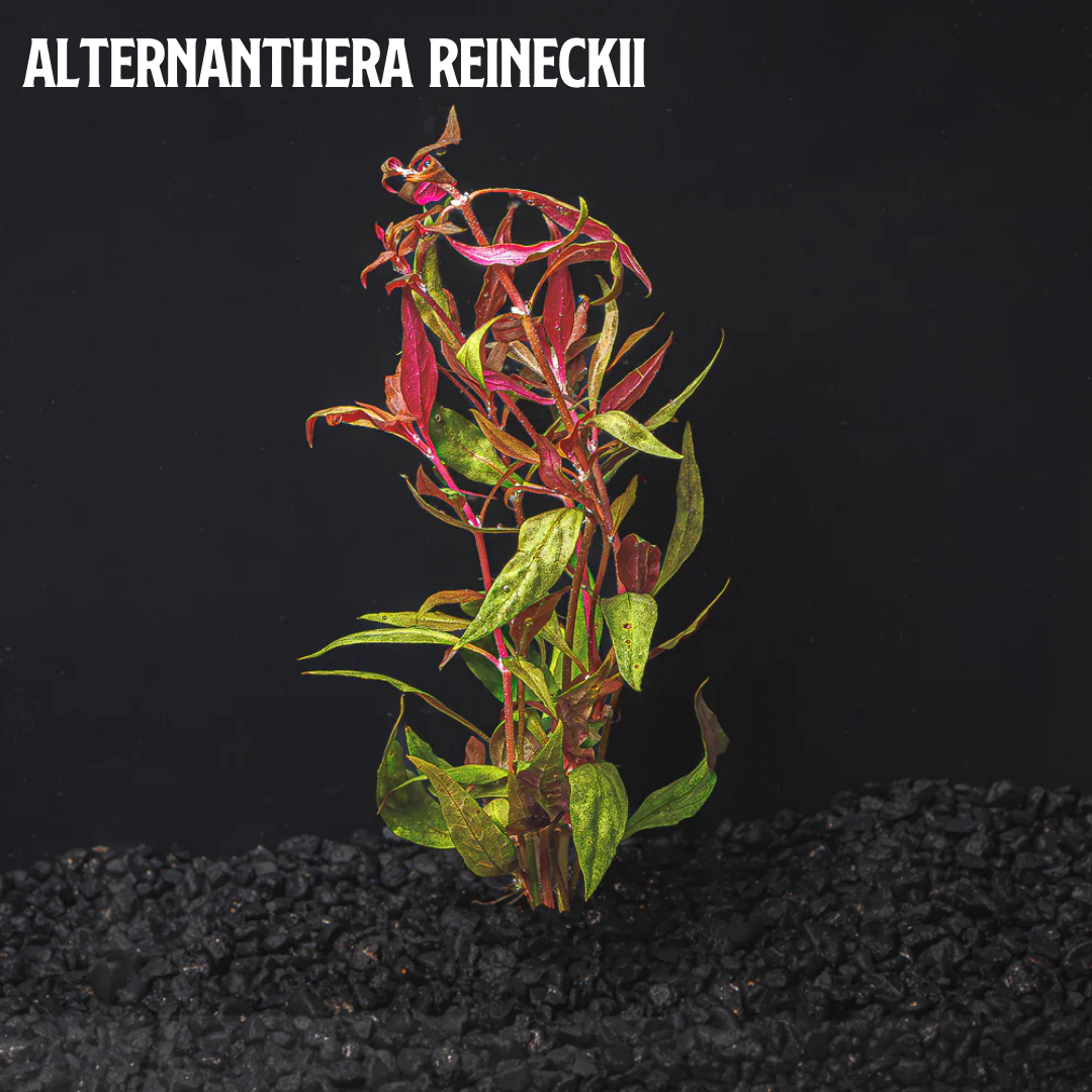 Mix + Match Red Plant Bundle