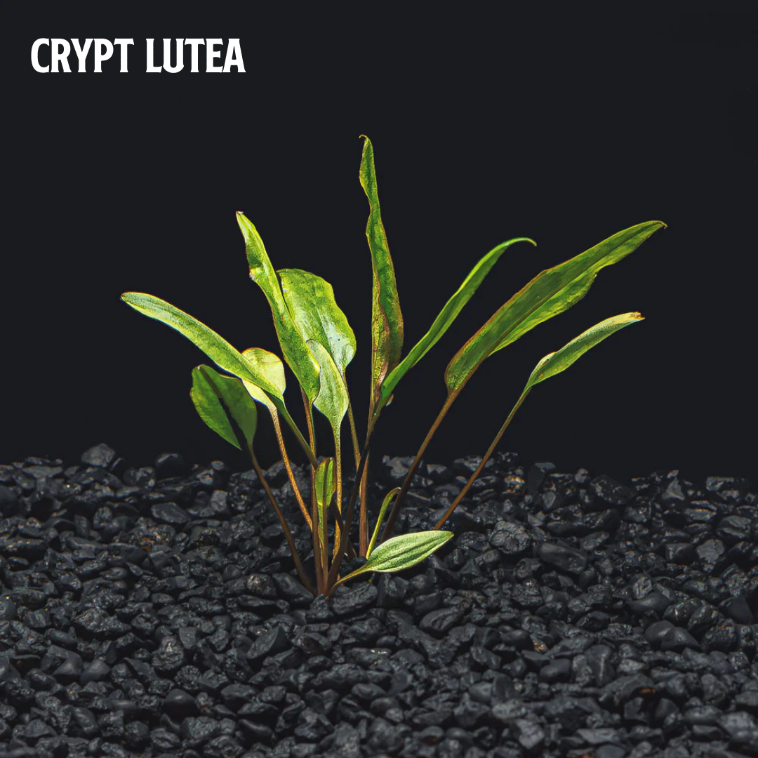 Cryptocoryne for Sale | Crypt Aquarium Plants