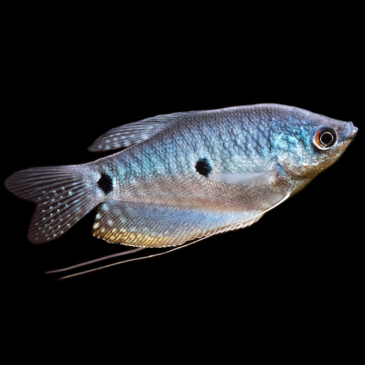 Blue 3 Spot Gourami | Trichopodus trichopterus