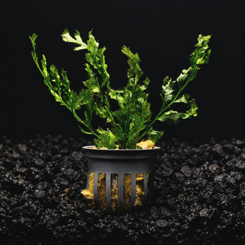 African Water Fern for sale