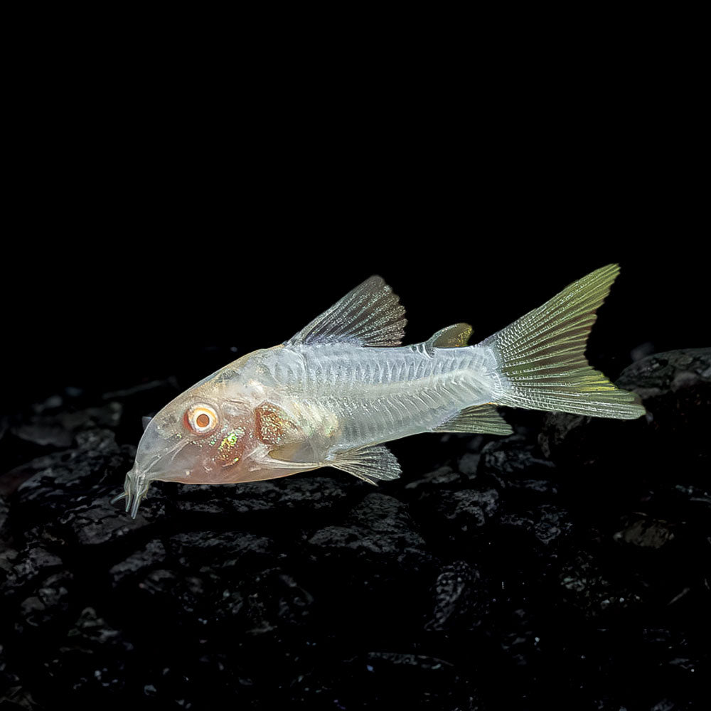 Albino Aeneus Cory | Corydoras Aeneus