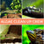 Algae Clean Up Crew | Includes Fish, Shrimp & Snails