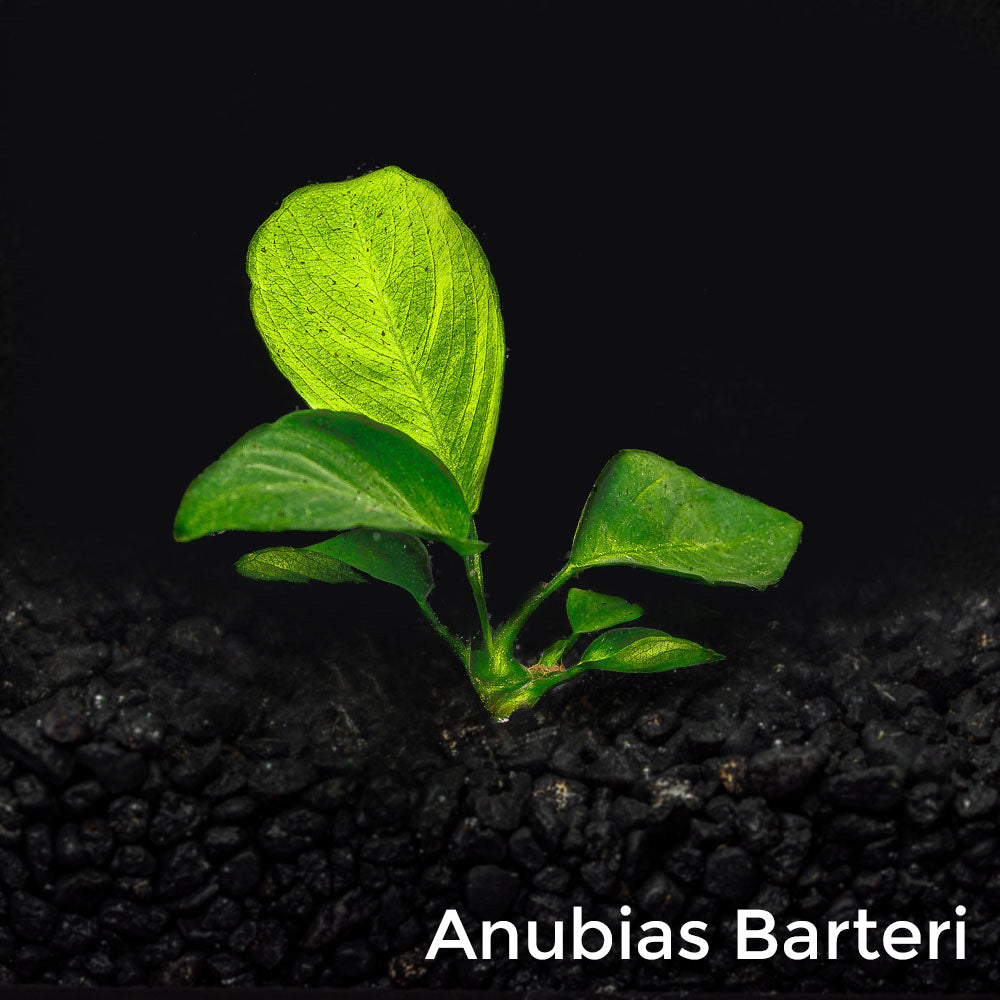 Mix + Match Anubias Bundle