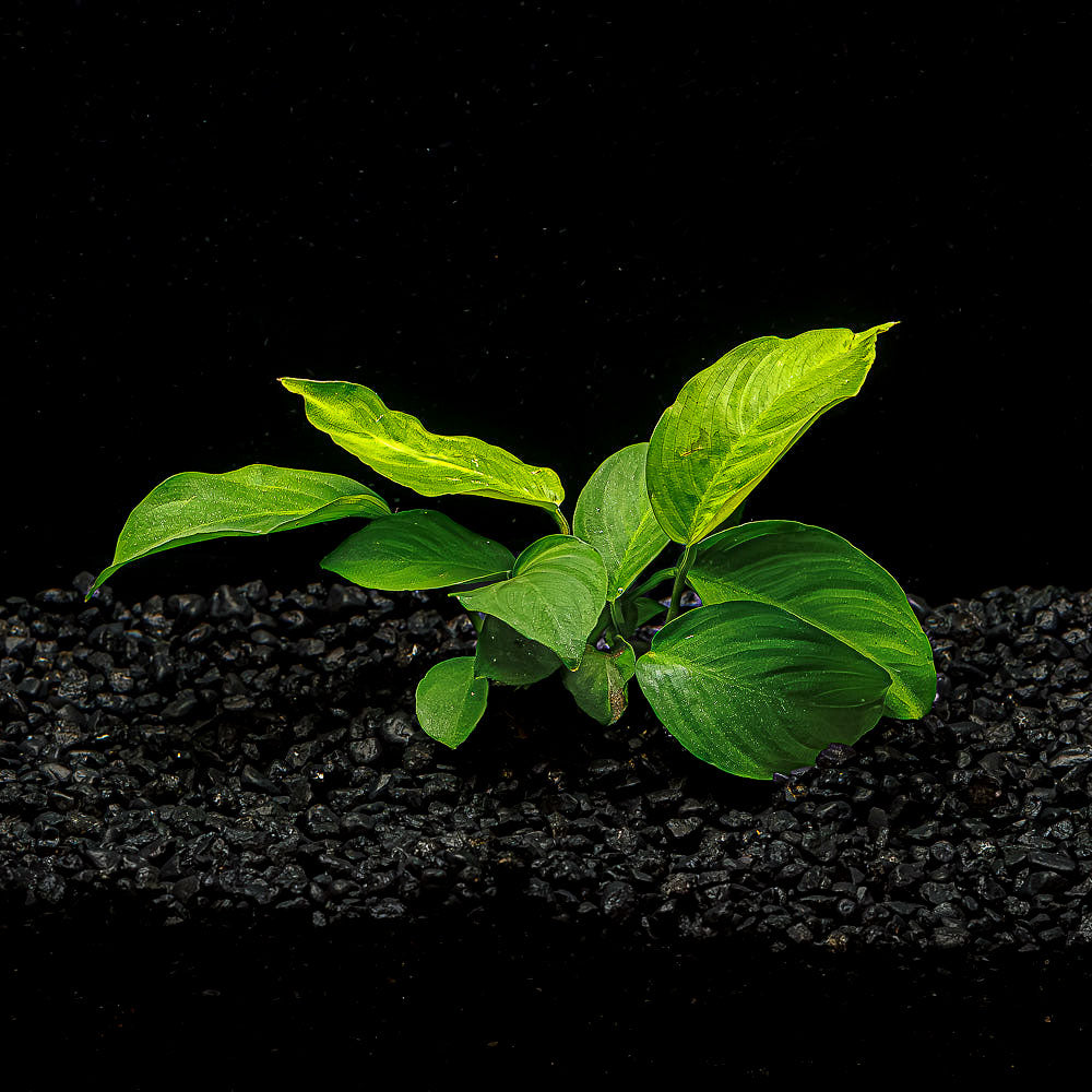 Anubias Barteri &#39;Wrinkle Leaf&#39;