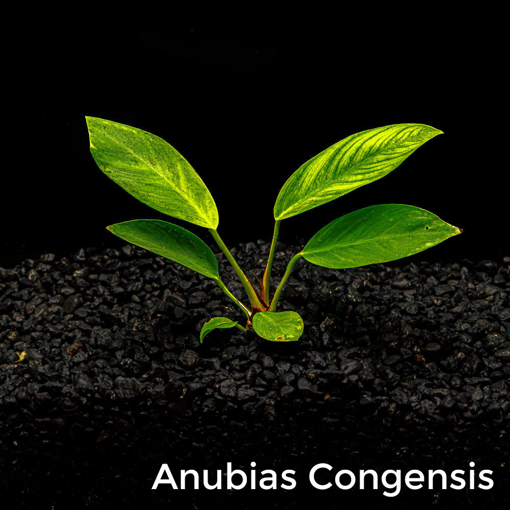 Mix + Match Anubias Bundle