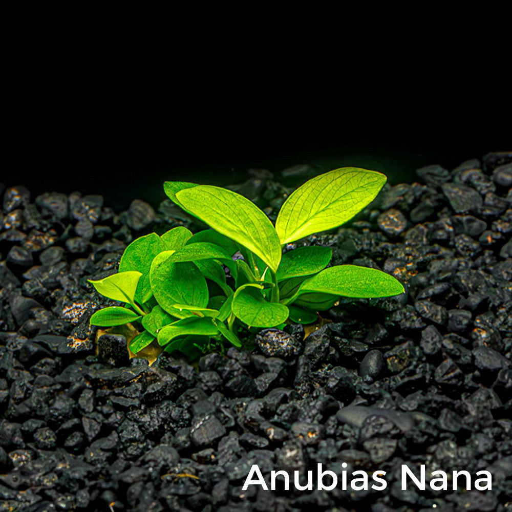 Mix + Match Anubias Bundle
