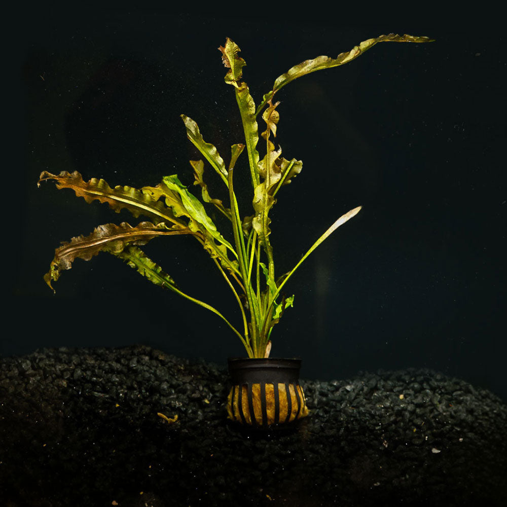 Aponogeton Crispus aquarium plant with long, wavy green and yellow leaves, potted in a black basket, resting on dark gravel against a dark background.