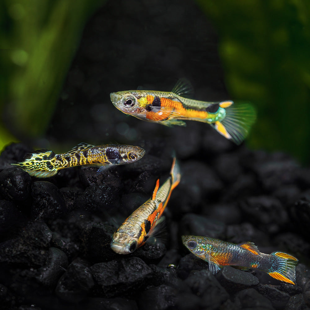 Endler Fish Collection | Shop 40+ Endler's Livebearer Types for Sale