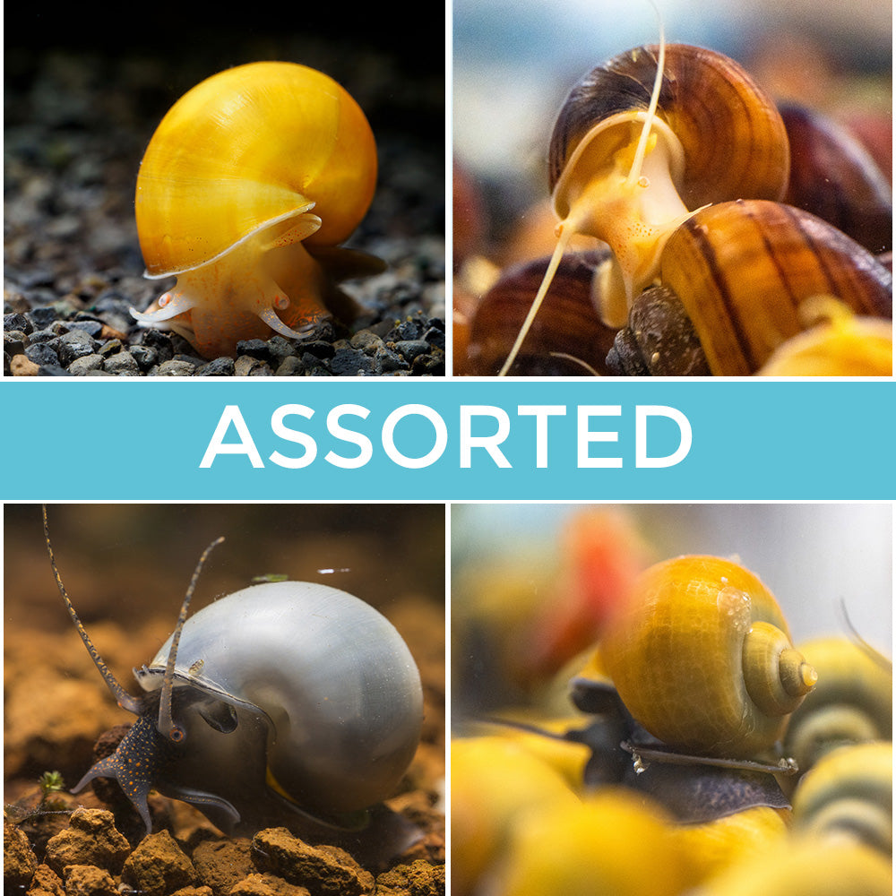 5 Assorted Mystery Snails