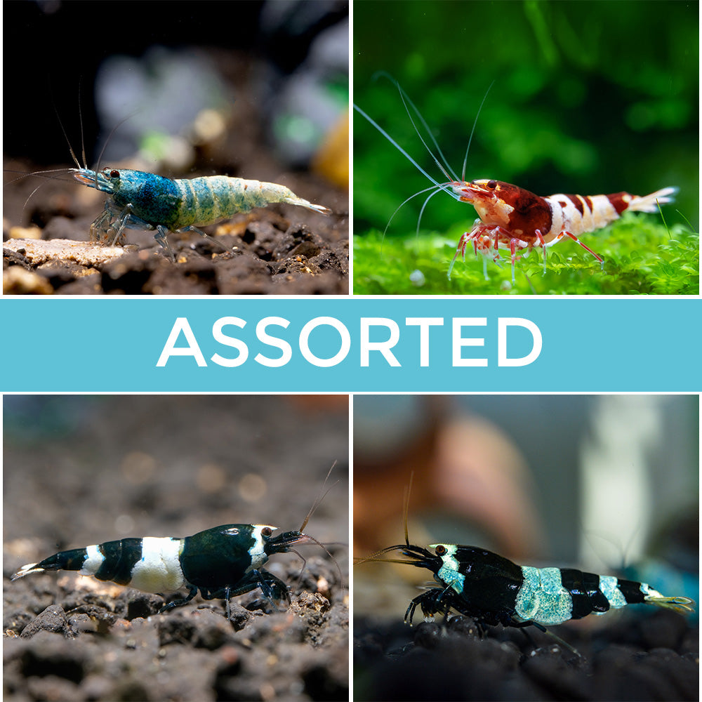 RED FARM】 特選 ☆ Tiger bee shrimp ☆ ペア assort No，1