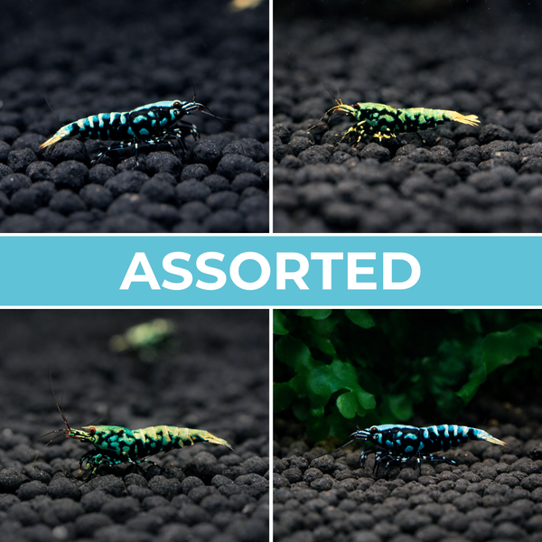 Freshwater Shrimp for Fish Tanks | Live Shrimp for Sale Page 2