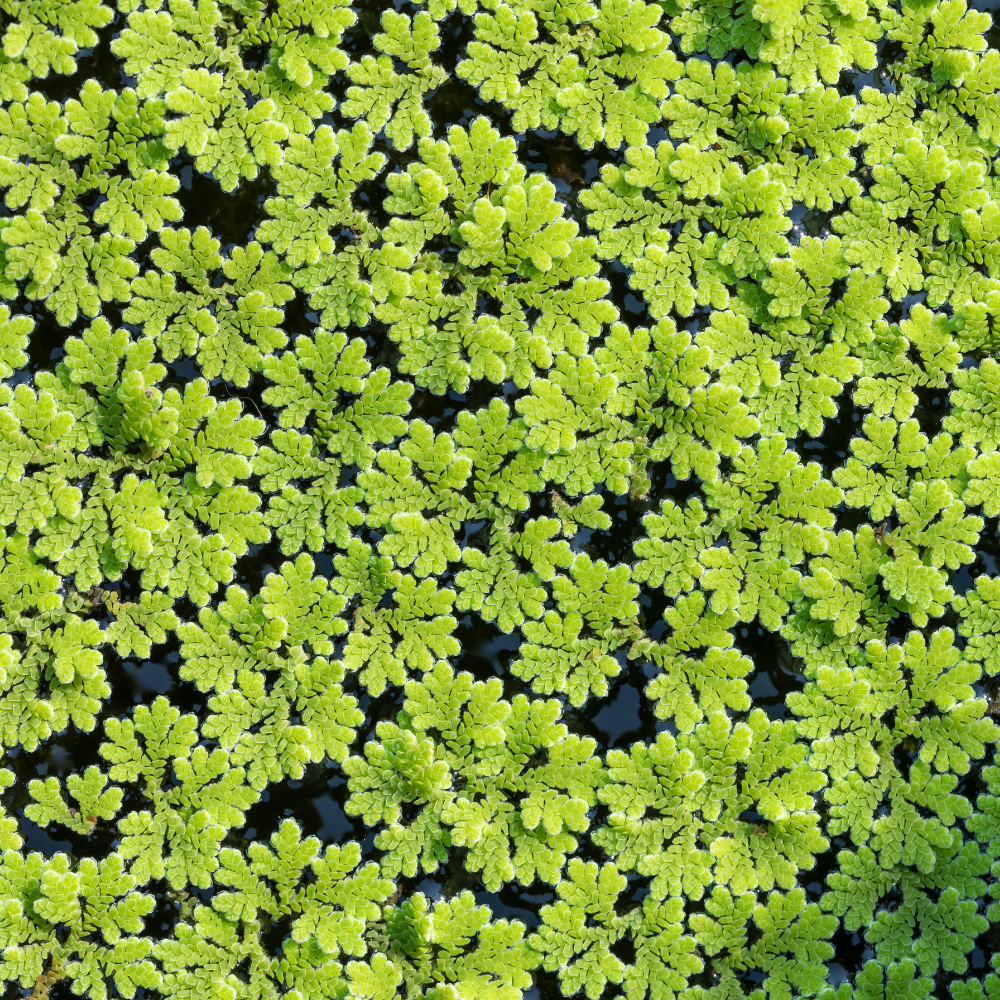 Azolla Caroliniana floating 