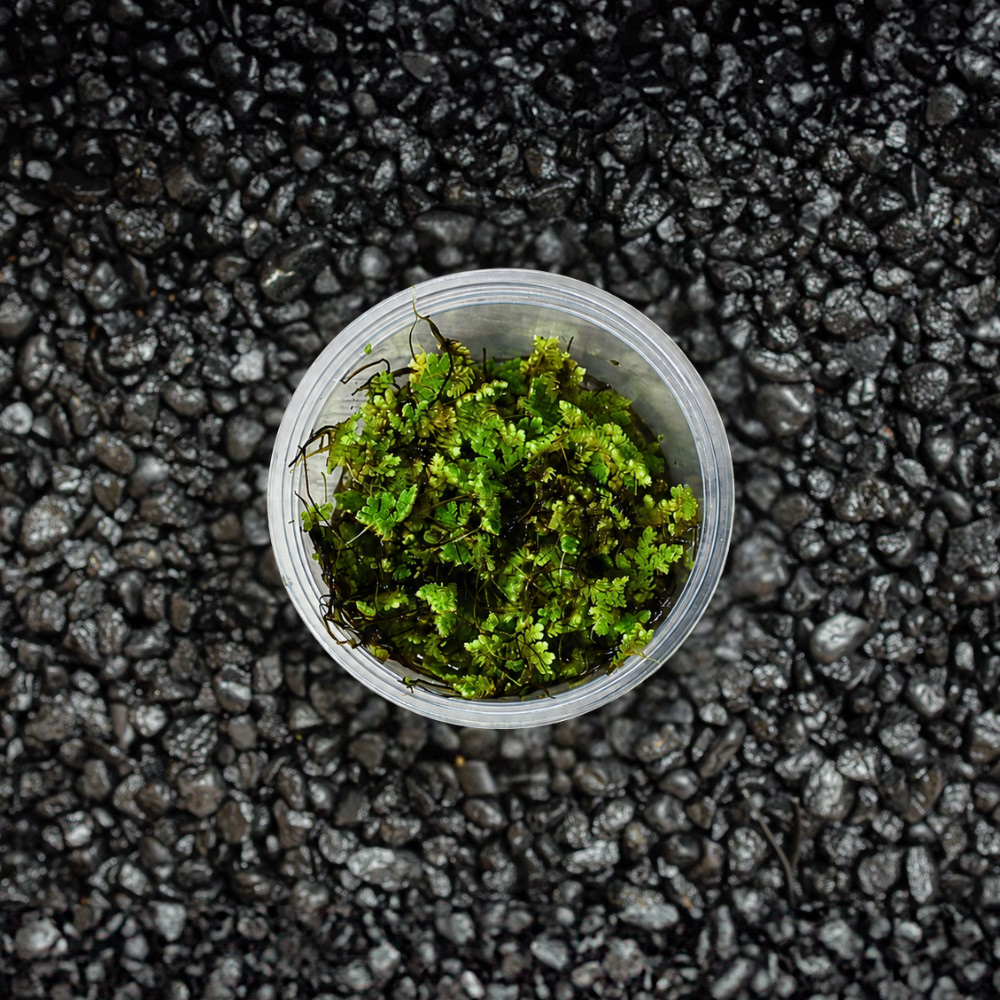 A top-down view of Azolla Caroliniana inside a small clear plastic cup, placed on a dark textured gravel surface.