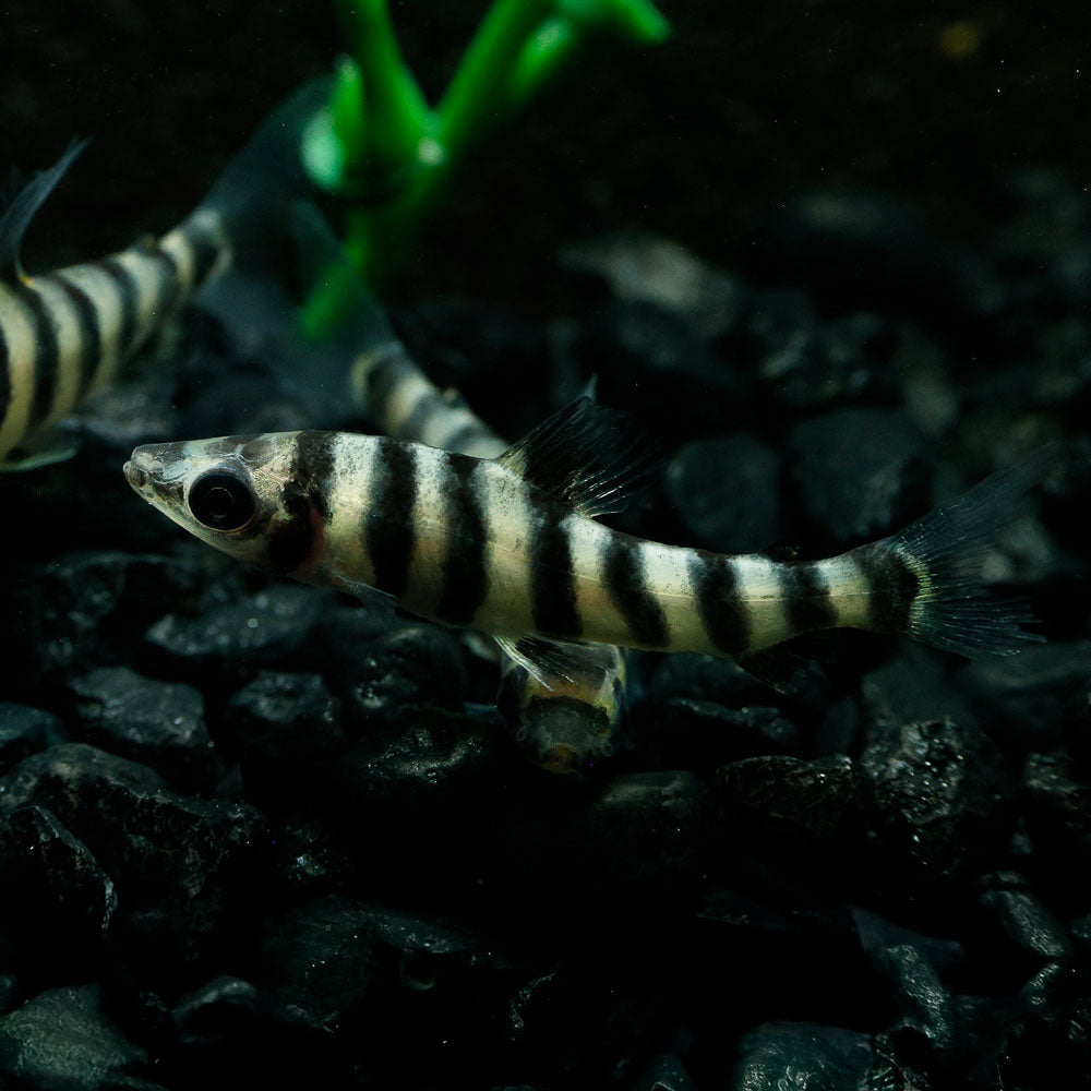 Black banded Leporinus fish with black and white striped pattern in an aquarium setting
