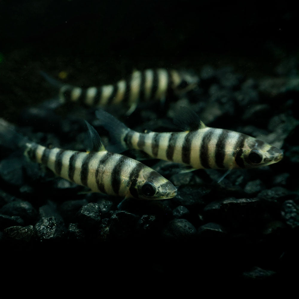 Black Banded Leporinus, a striped black and white fish swimming in an aquarium with dark gravel.