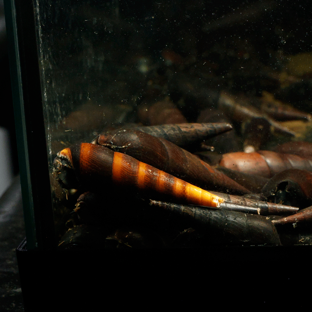 3 Black Devil Spike Snail | Faunus Ater