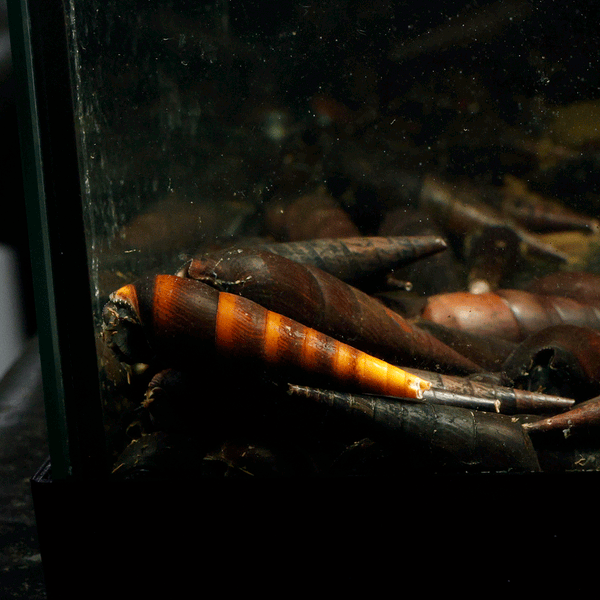 Black-Devil-Snail2_600x.gif?v=