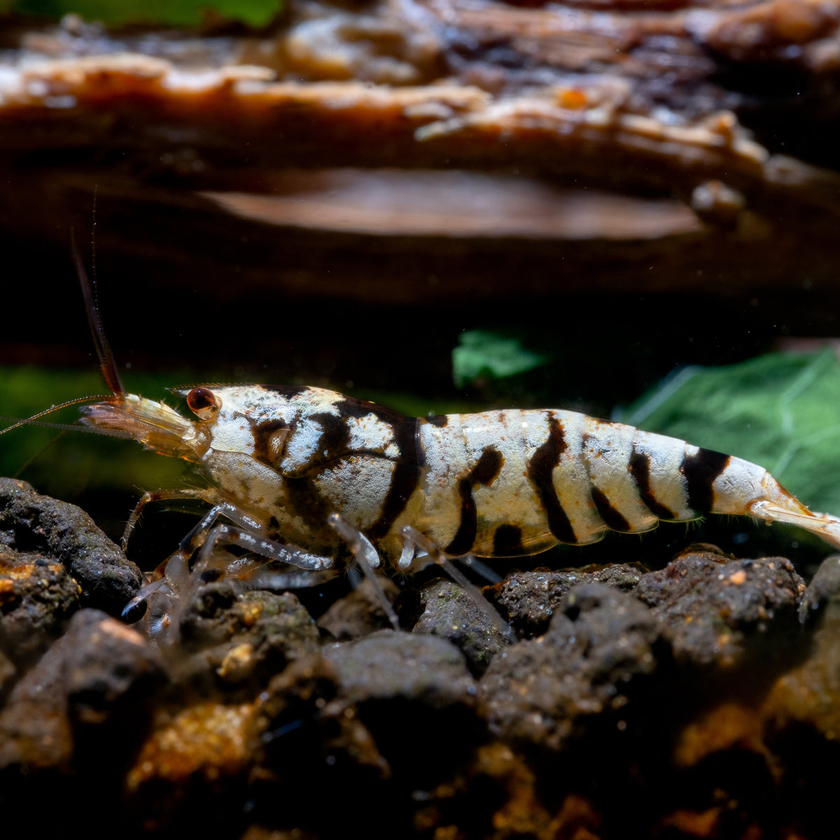 Black Fancy Tiger Shrimp