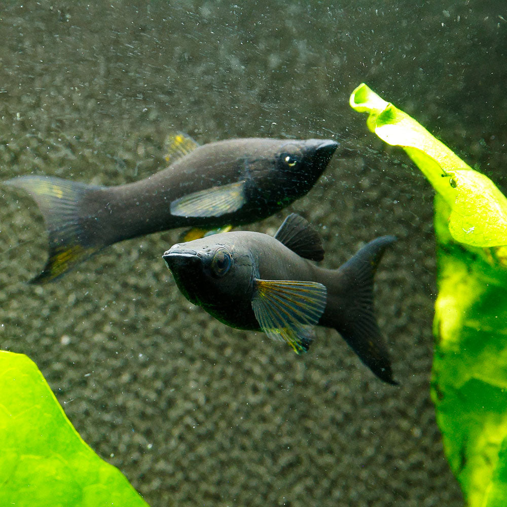 Black Lyretail Molly | Poecilia sp.