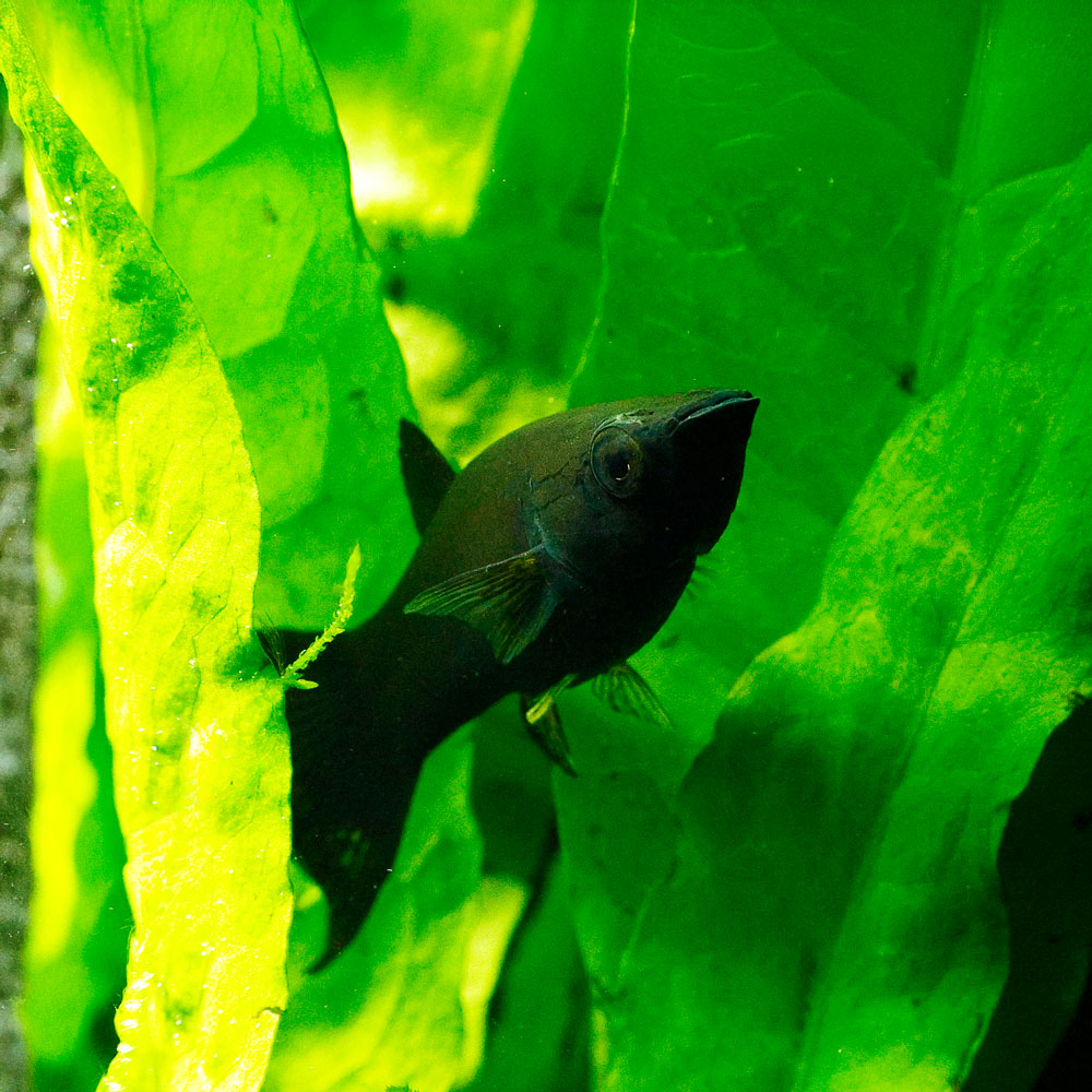 Black Lyretail Molly | Poecilia sp.