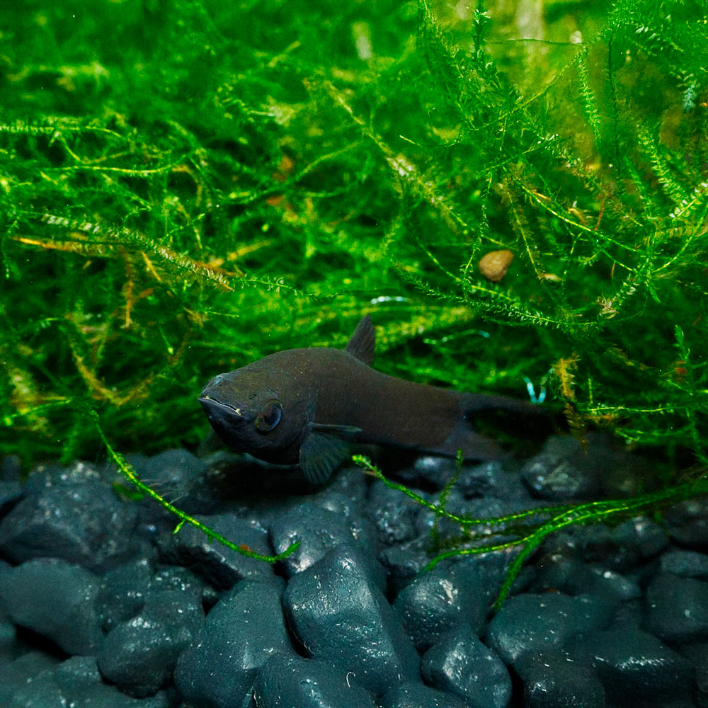 Black Lyretail Molly | Poecilia sp.