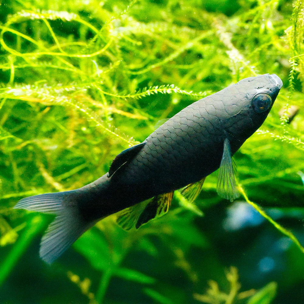 Black Lyretail Molly