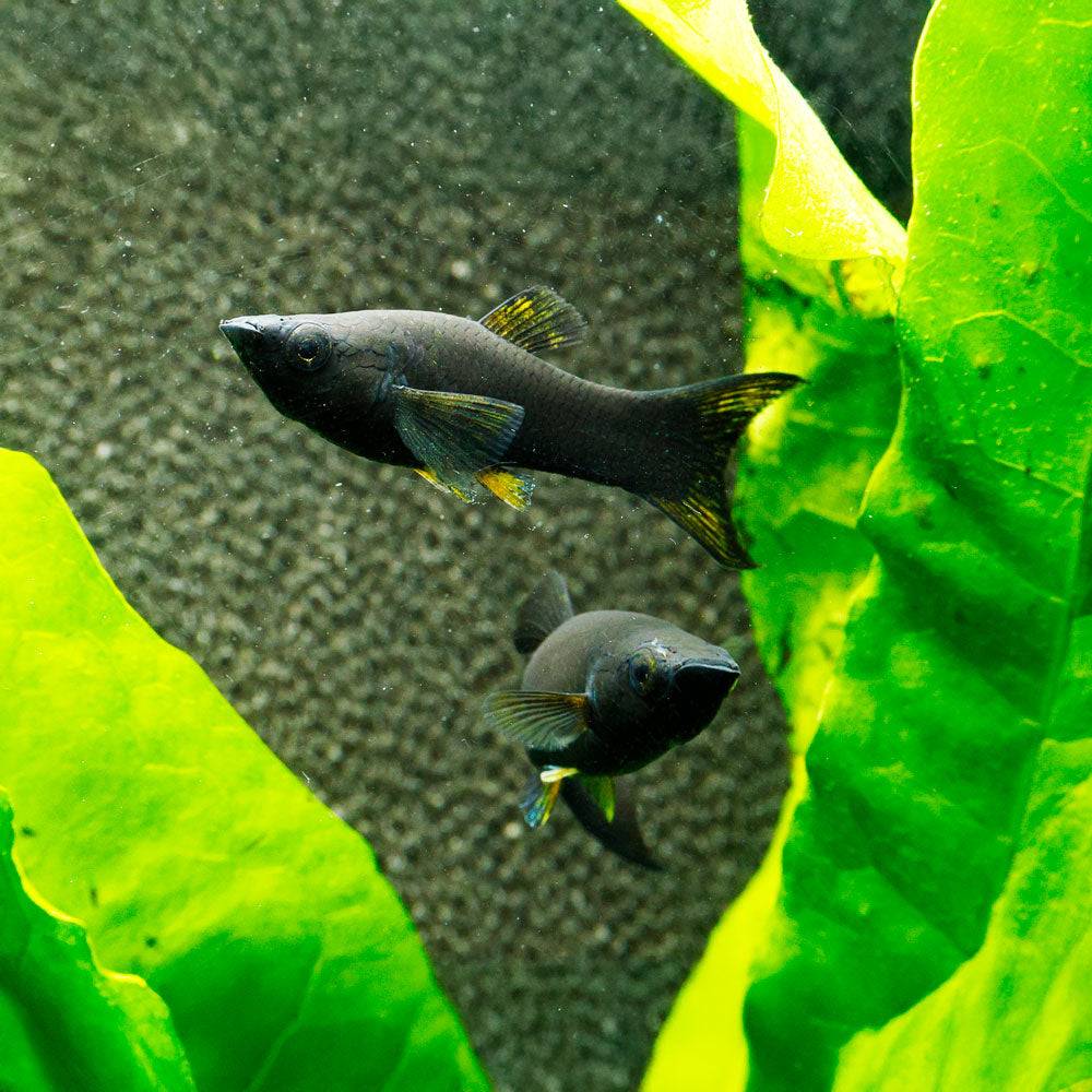 Black Lyretail Molly | Poecilia sp.