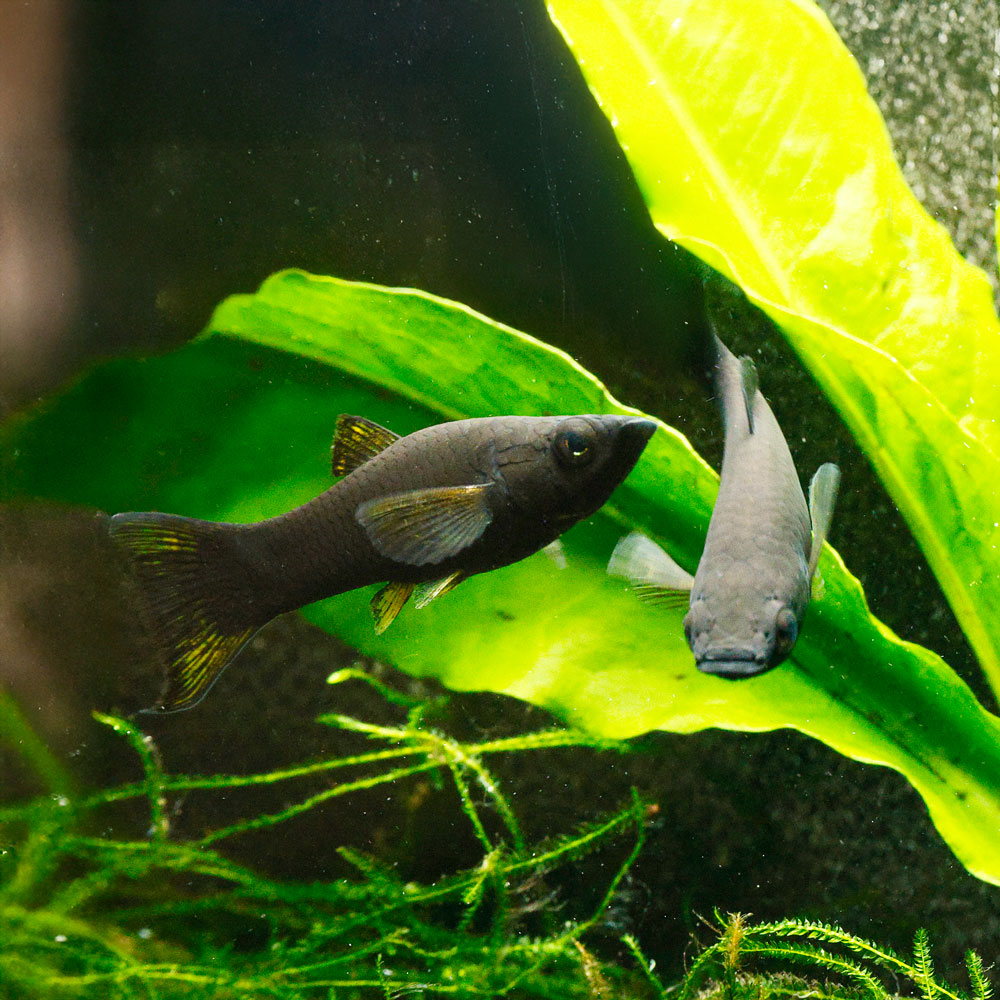Black Lyretail Molly | Poecilia sp.