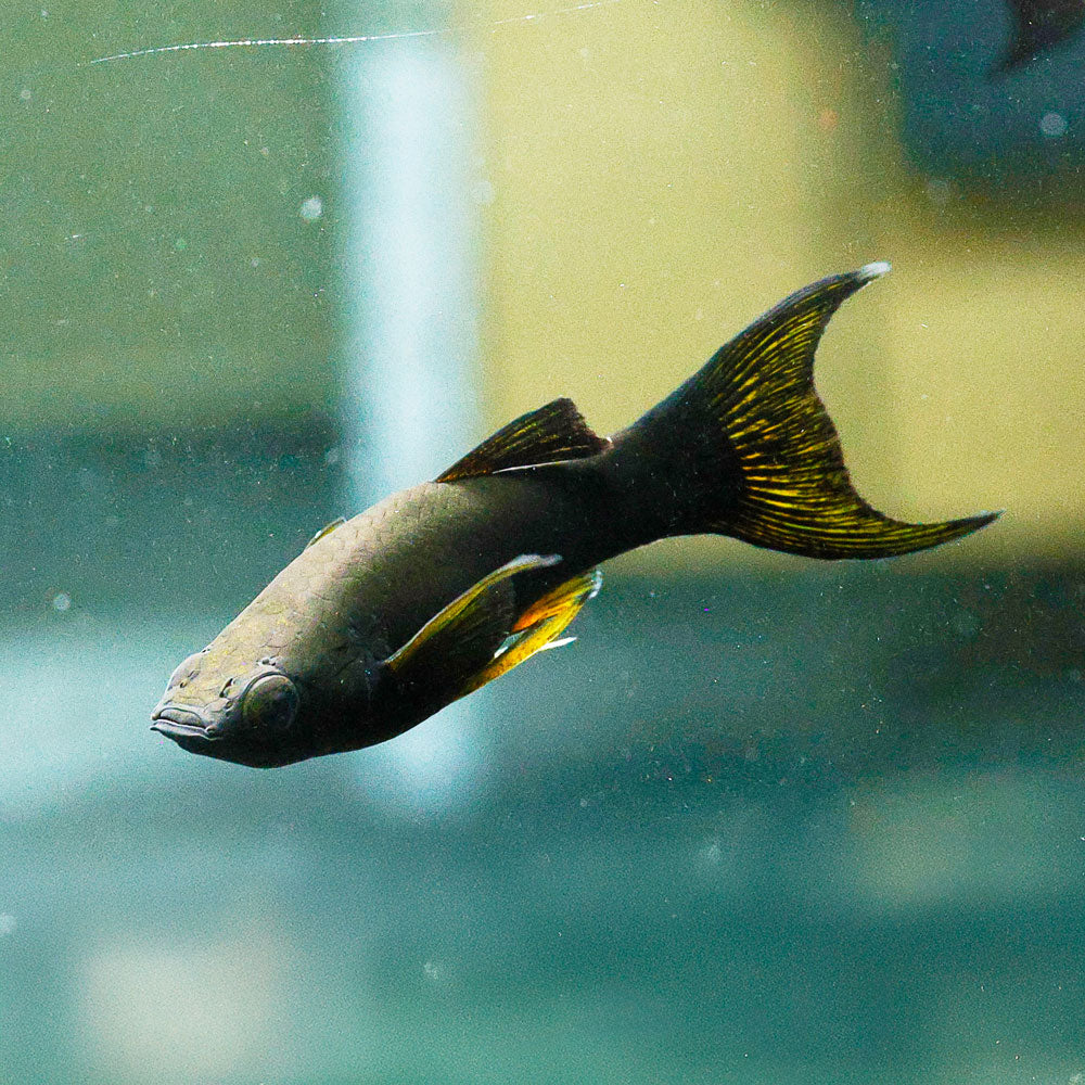 Black Lyretail Molly | Poecilia sp.