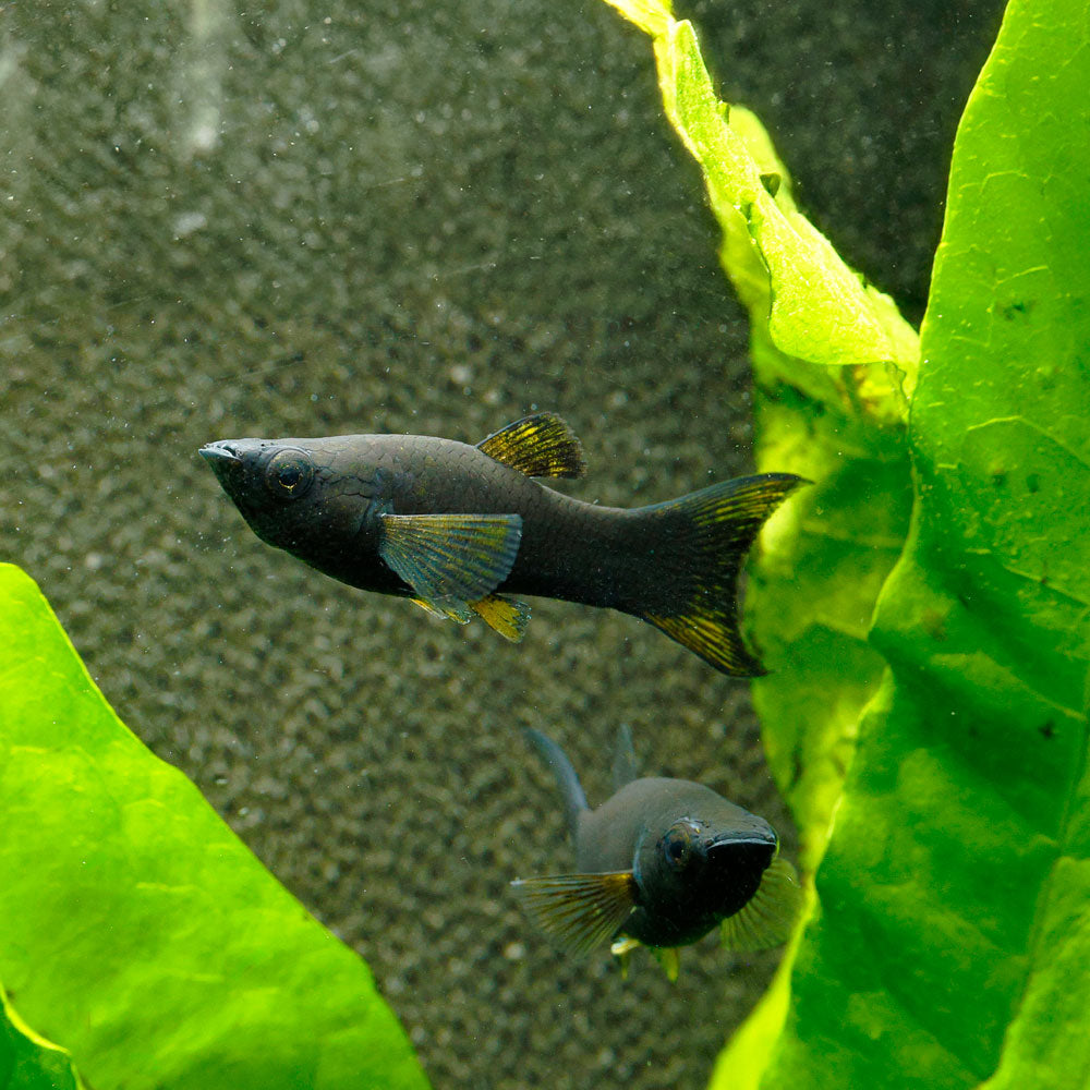 Black Lyretail Molly | Poecilia sp.