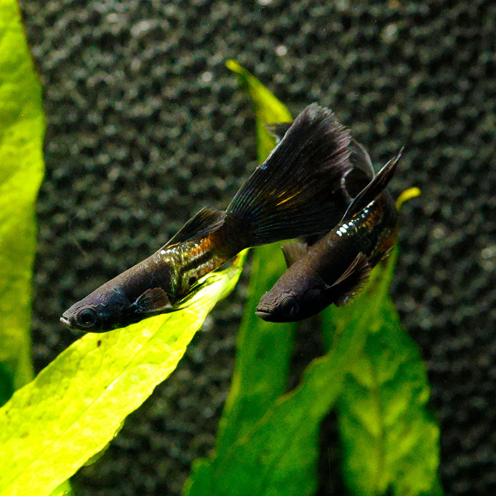 Two black metal guppies swimming with java fern behind them