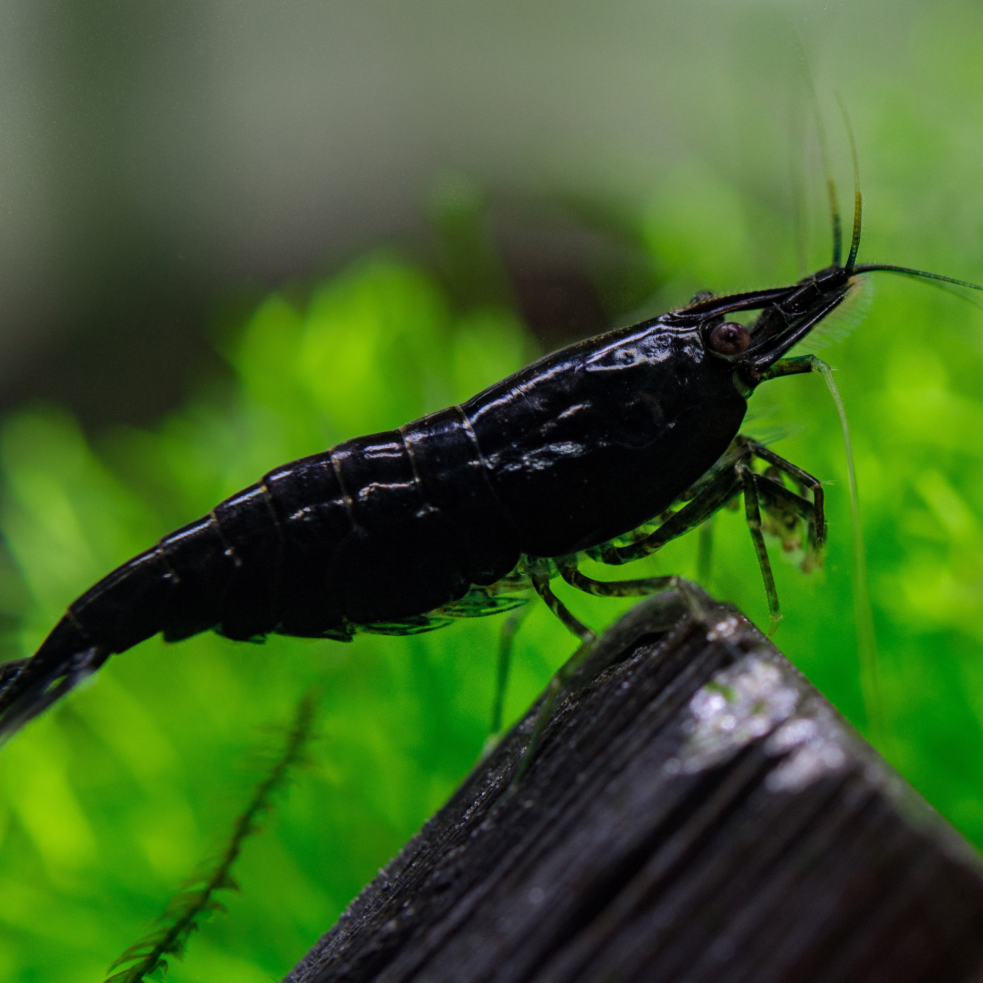 Black Rose Shrimp | Black Rose Shrimp for sale online - Flip Aquatics