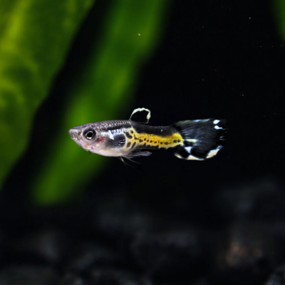 A small Black Cobra Endler swimming in an aquarium setting with dark background and green plant leaves blurred in the background.