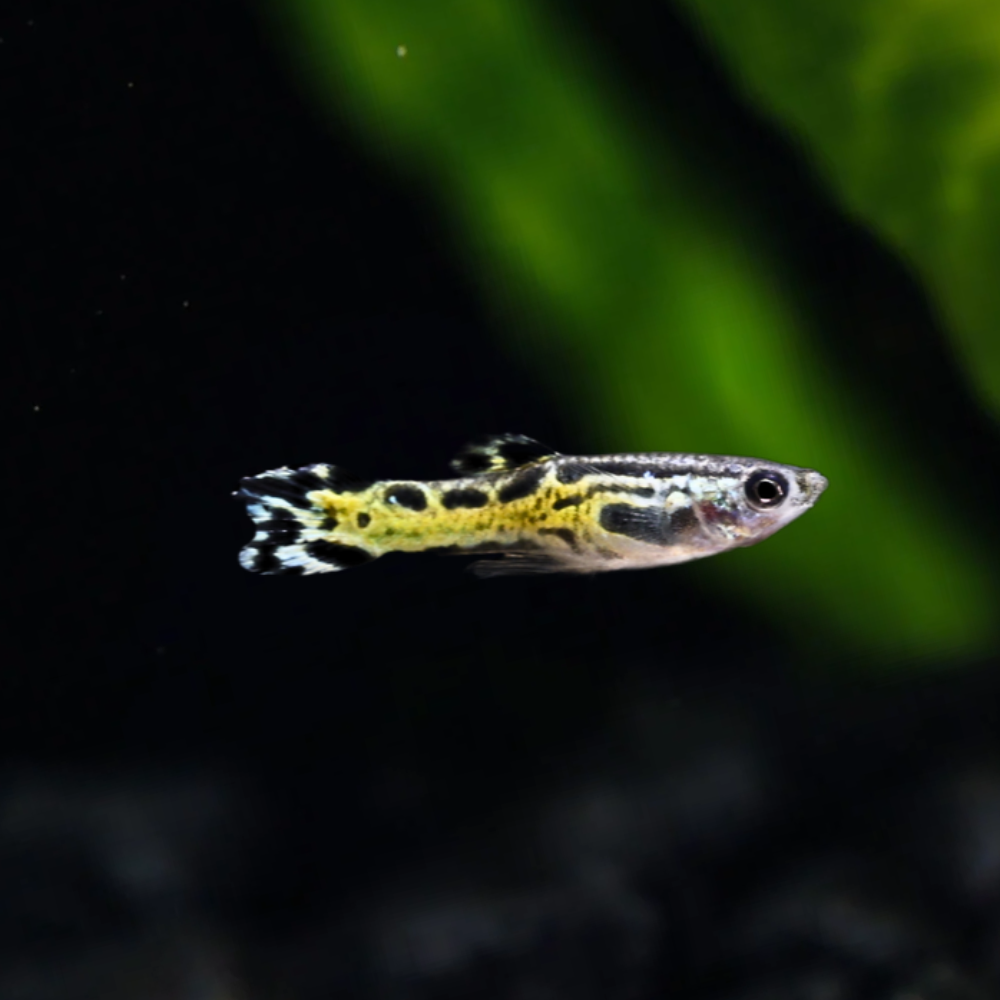 A small Black Cobra endler fish with a yellow, black, and cobra pattern swims horizontally against a dark aquarium background with green plant blur.