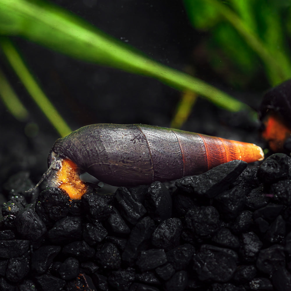 Black Devil Snails | Hardy Algae Eating Snail