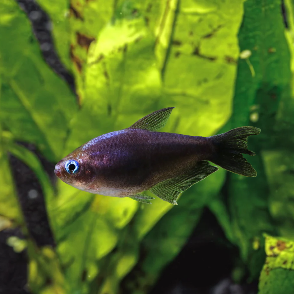 A Black Emperor Tetra fish with a dark iridescent bodyand a bright blue eyes, swimming in front of green aquatic plants.