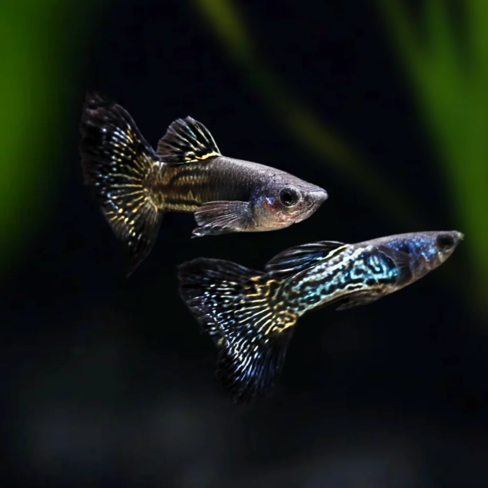 Black Metal Snakeskin Guppies swimming together in a planted tank 