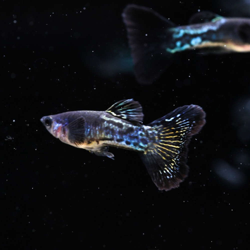 Black Metal Snakeskin Guppy | Poecilia Reticulata